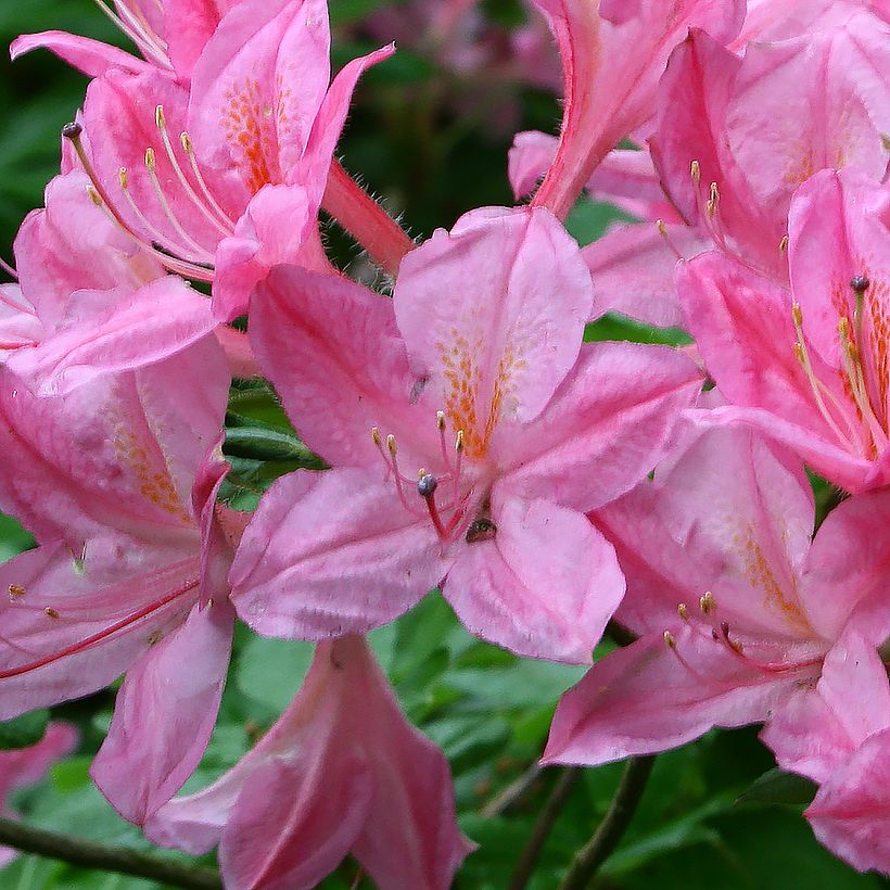 Azalée de Chine Rosata - Rhododendron viscosum (Floraison)