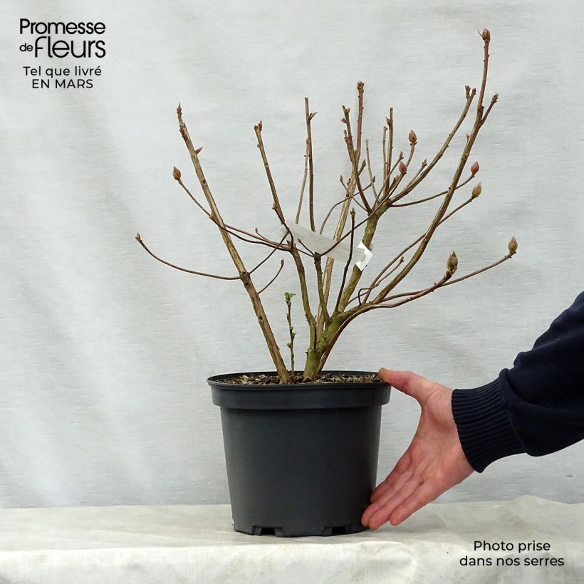 Spécimen de Azalée de Chine Berry Rose - Rhododendron hybride Pot de 4L/5L tel que livré au printemps