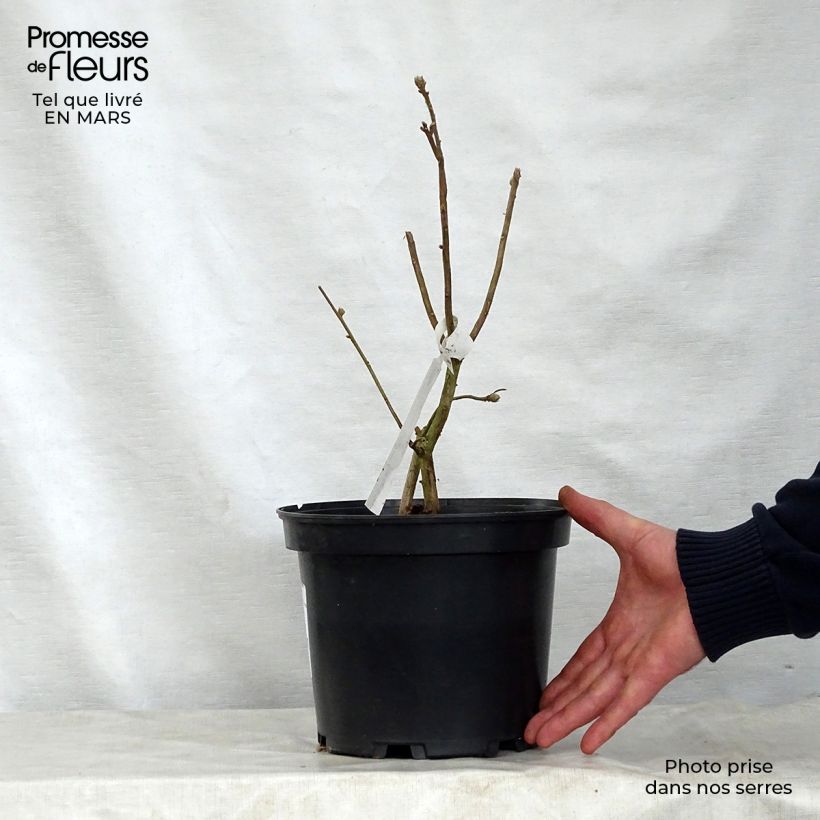 Amostra de Azálea Mollis Daviesii Vaso de 4 L/5 L tal como entregue na primavera