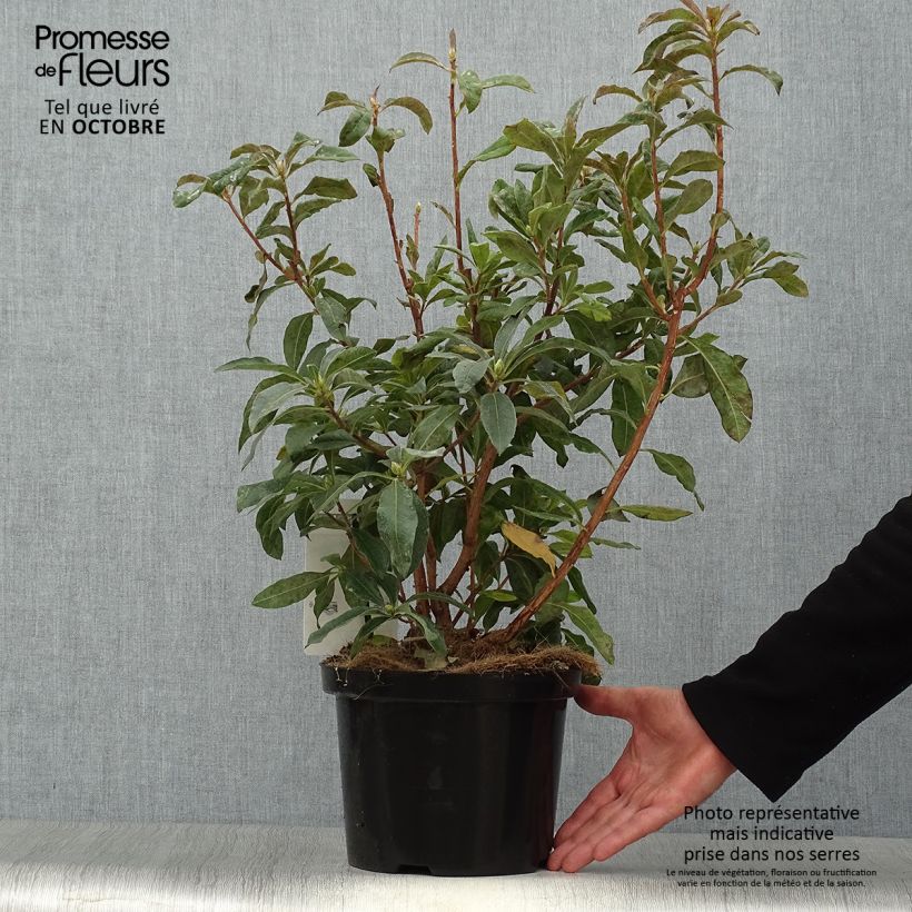 Spécimen de Azalée de Chine Daviesii - Azalea mollis Pot de 4L/5L tel que livré en automne