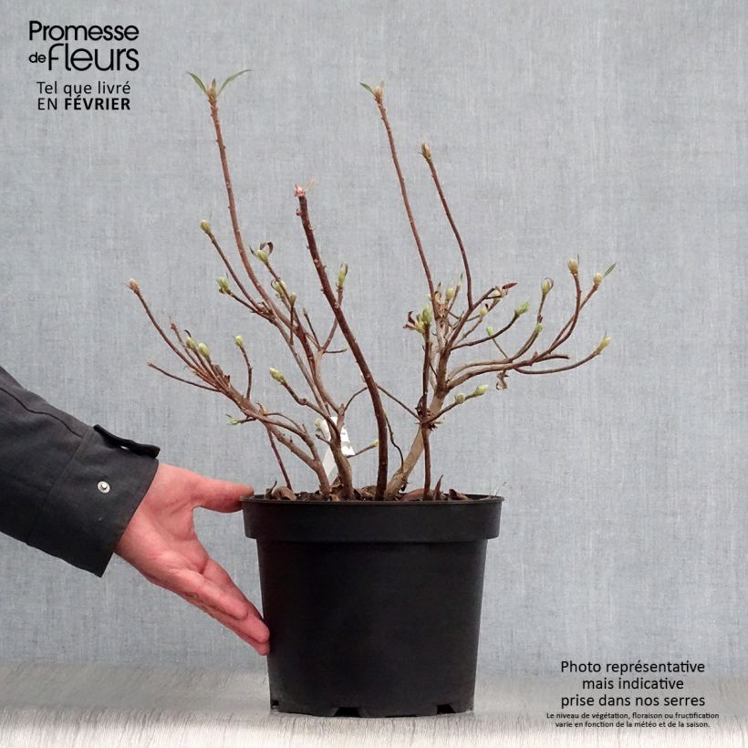 Spécimen de Azalée de Chine Daviesii - Azalea mollis Pot de 4L/5L tel que livré en hiver