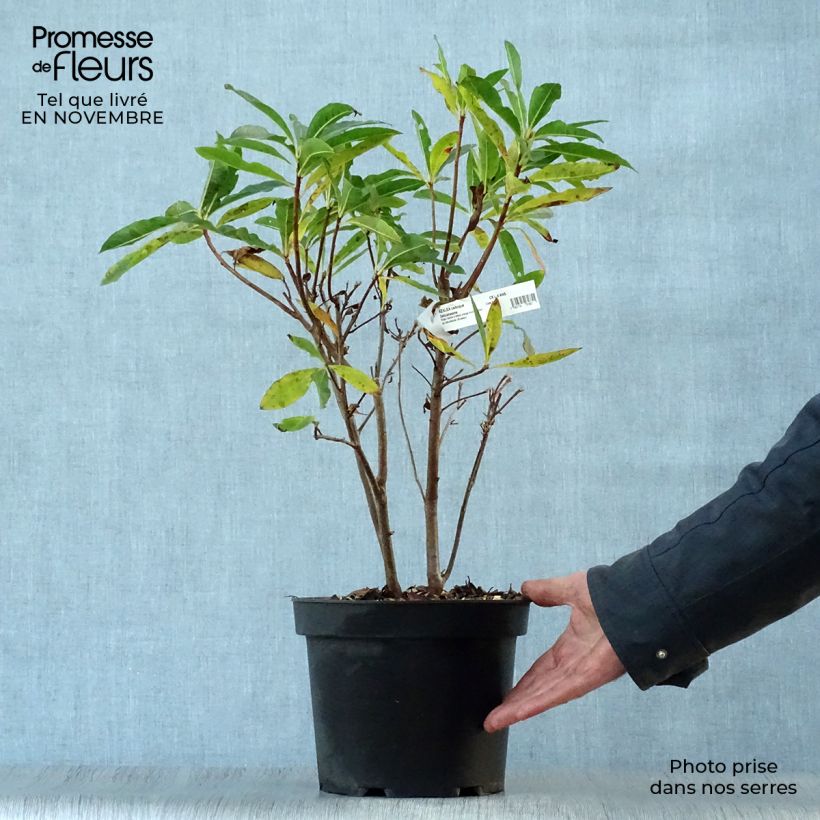 Spécimen de Azalée de Chine Delicatissima - Rhododendron (x) occidentale Pot de 4L/5L tel que livré en automne