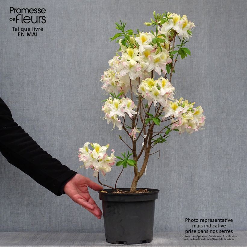 Spécimen de Azalée de Chine Demoiselles de Boutiguery Kassia - Rhododendron hybride Pot de 4L/5L tel que livré au printemps