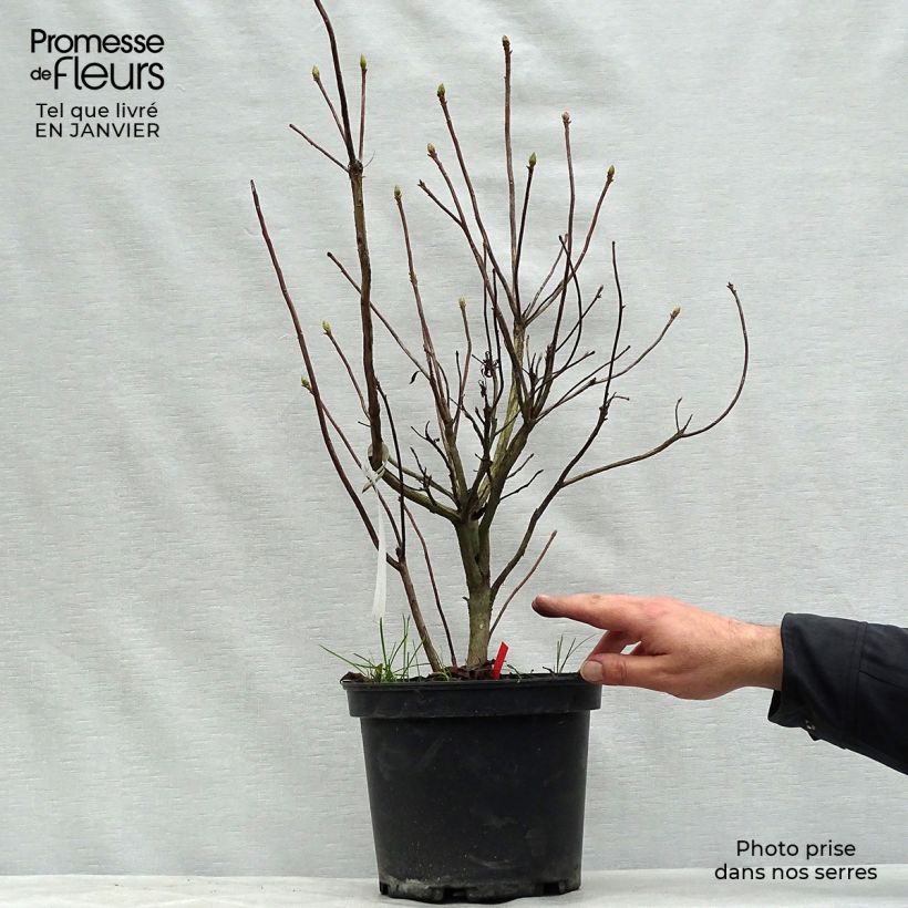 Spécimen de Azalée de Chine Fire Ball - Rhododendron hybride orange vif Pot de 4L/5L tel que livré en hiver