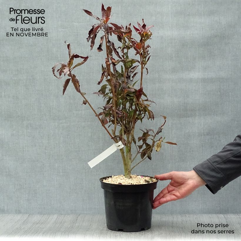Spécimen de Azalée de Chine Fire Ball - Rhododendron hybride orange vif Pot de 4L/5L tel que livré en automne