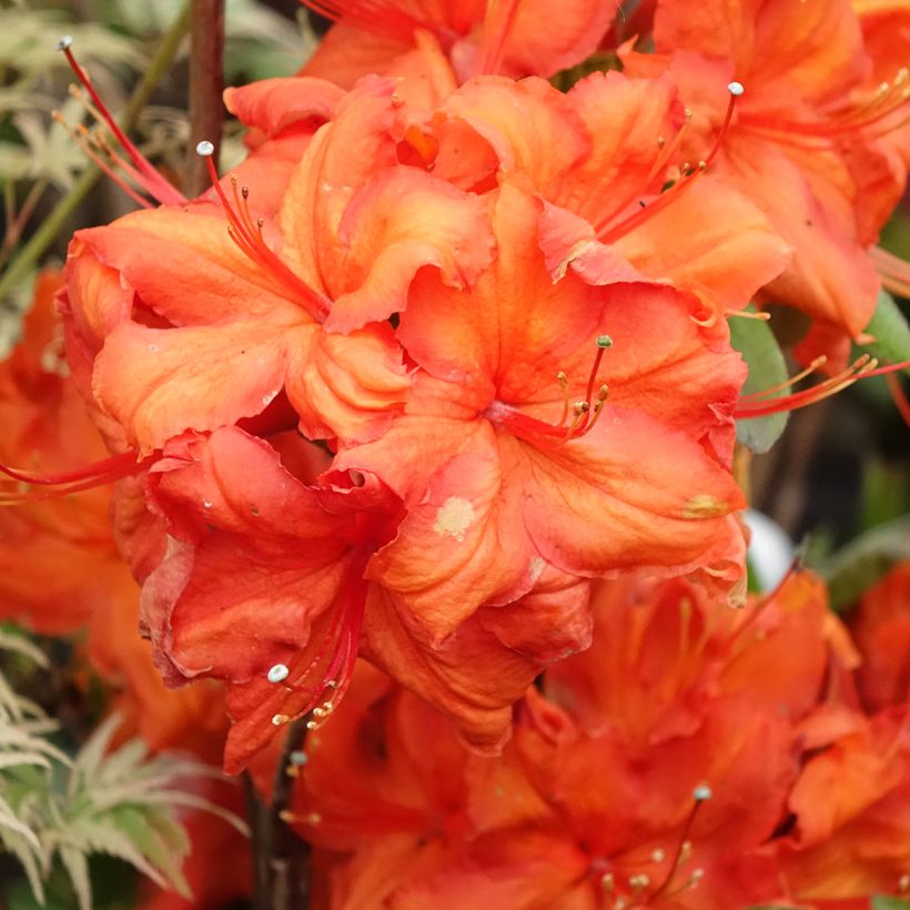 Azalée de Chine Fire Ball - Rhododendron hybride  (Floraison)