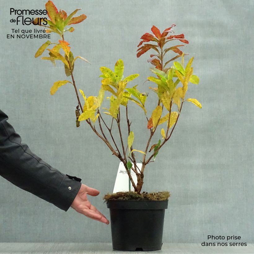 Spécimen de Azalée de Chine Harvest Moon - Azalea mollis Pot de 4L/5L tel que livré en automne