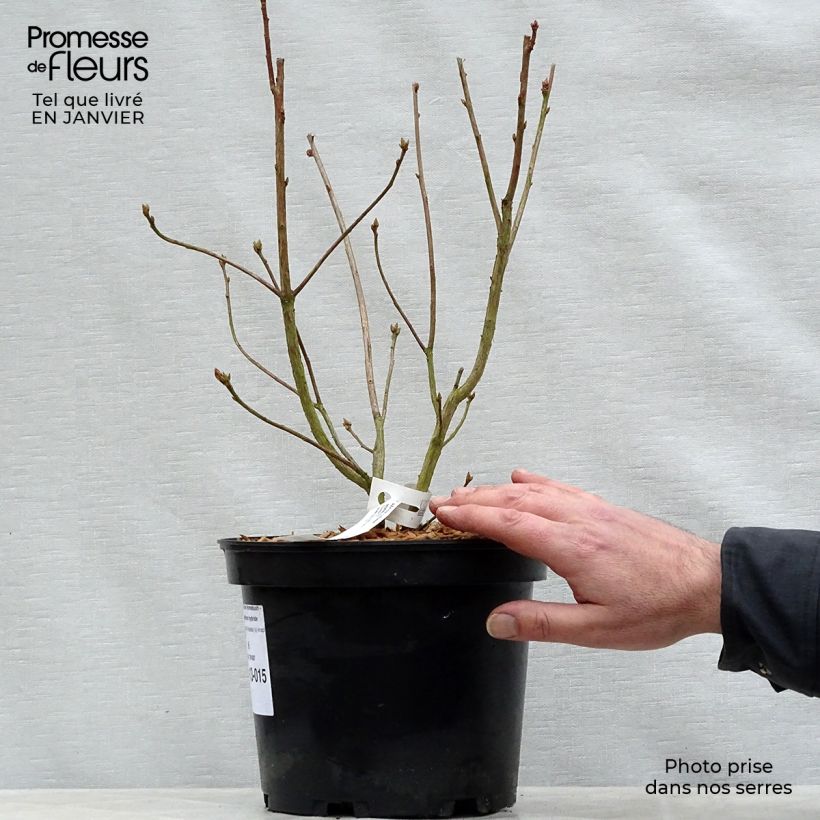 Spécimen de Azalée de Chine Homebush - Rhododendron hybride Pot de 4L/5L tel que livré en hiver