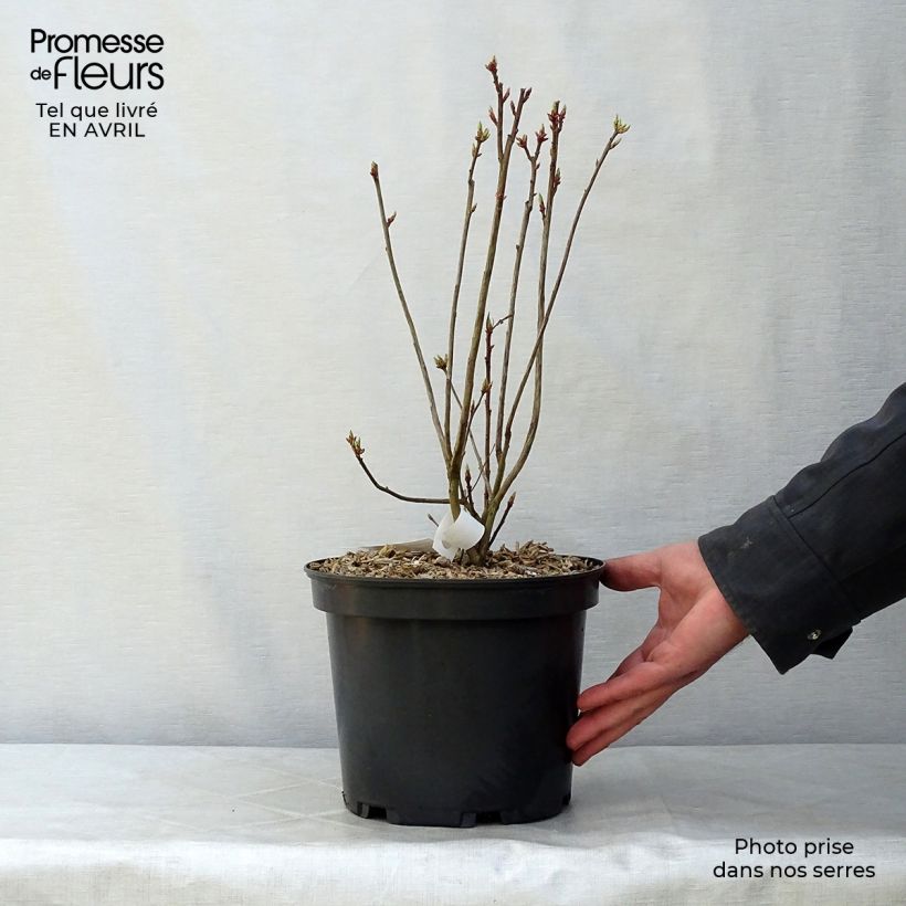 Spécimen de Azalée de Chine Homebush - Rhododendron hybride Pot de 4L/5L tel que livré au printemps