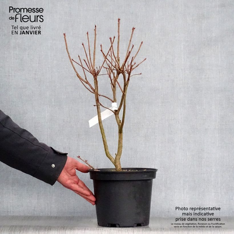 Spécimen de Azalée de Chine Jolie Madame - Rhododendron hybride Pot de 3L/4L tel que livré en hiver