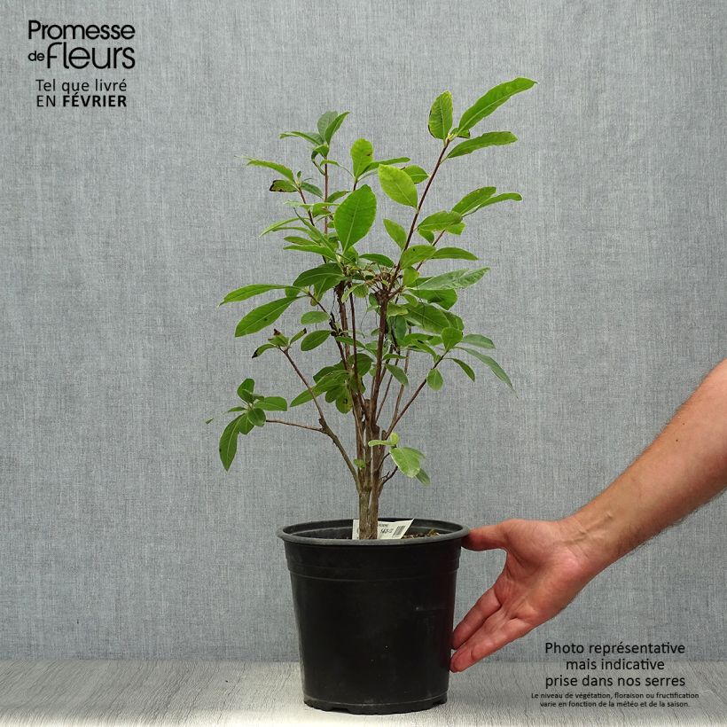 Spécimen de Azalée de Chine Klondyke - Azalea mollis Pot de 4L/5L tel que livré en automne
