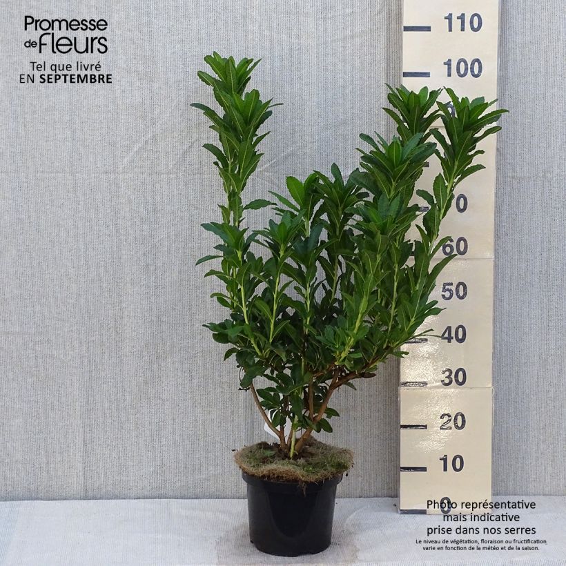 Spécimen de Azalée de Chine Koster's Brilliant Red - Azalea mollis Pot de 4L/5L tel que livré en automne