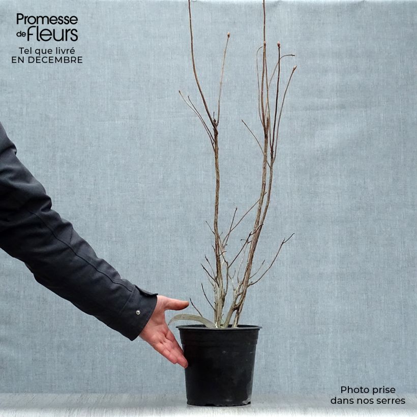 Spécimen de Azalée de Chine Lingot d'Or - Rhododendron hybride Pot de 4L/5L tel que livré en hiver