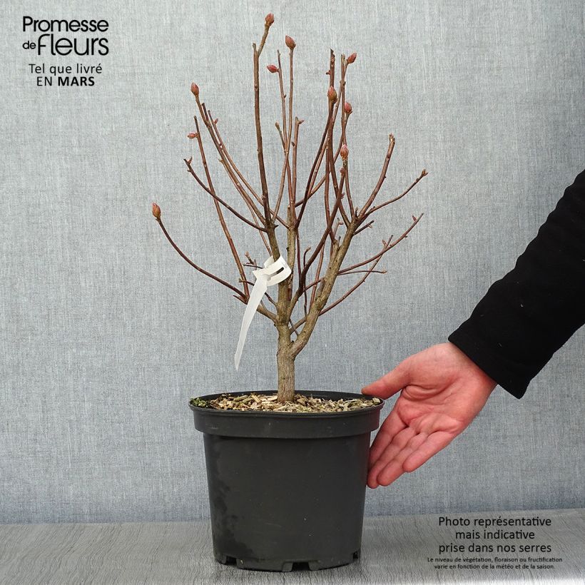 Spécimen de Azalée de Chine Mary Poppins Pot de 4L/5L tel que livré en hiver