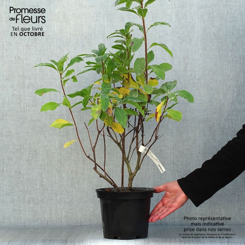 Spécimen de Azalée de Chine Mount Rainier - Rhododendron hybride Pot de 4L/5L tel que livré en automne
