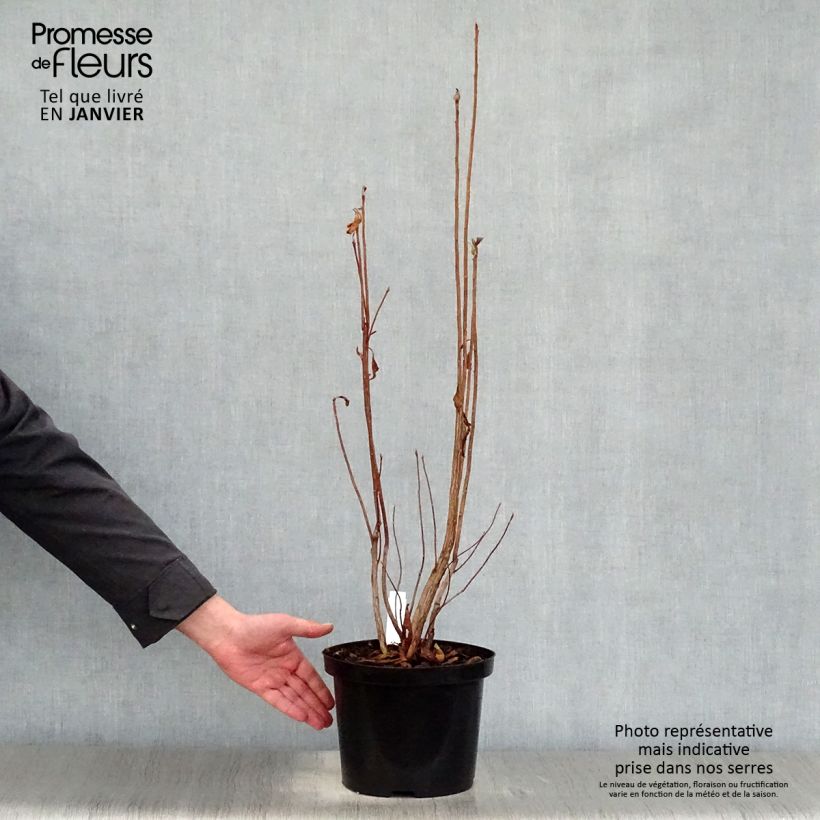 Spécimen de Azalée de Chine Nabucco - Azalea Mollis Pot de 4L/5L tel que livré en hiver