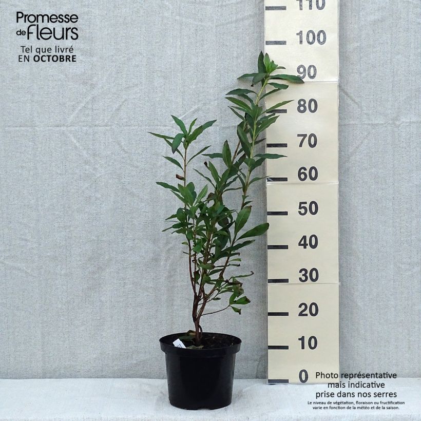 Spécimen de Azalée de Chine Nabucco - Azalea Mollis Pot de 4L/5L tel que livré en automne