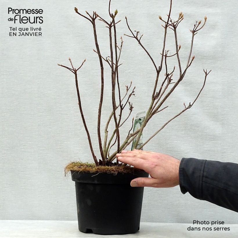 Spécimen de Azalée de Chine Persil - Azalea mollis Pot de 4L/5L tel que livré en hiver