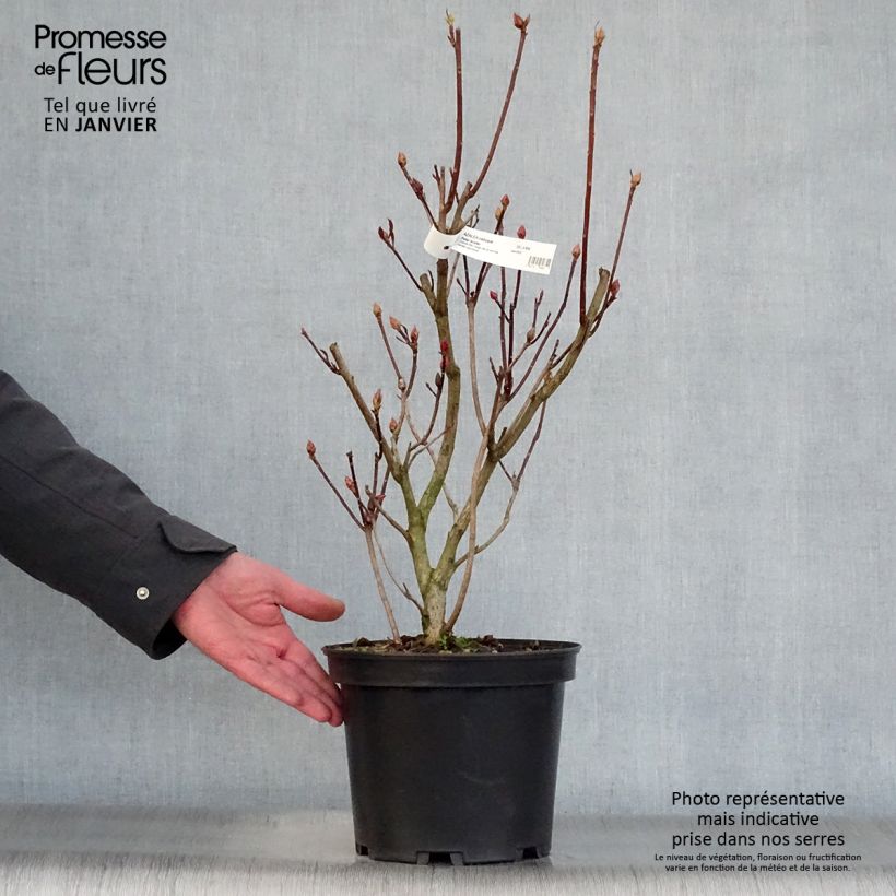 Spécimen de Azalée de Chine Peter Koster - Azalea mollis Pot de 4L/5L tel que livré en hiver