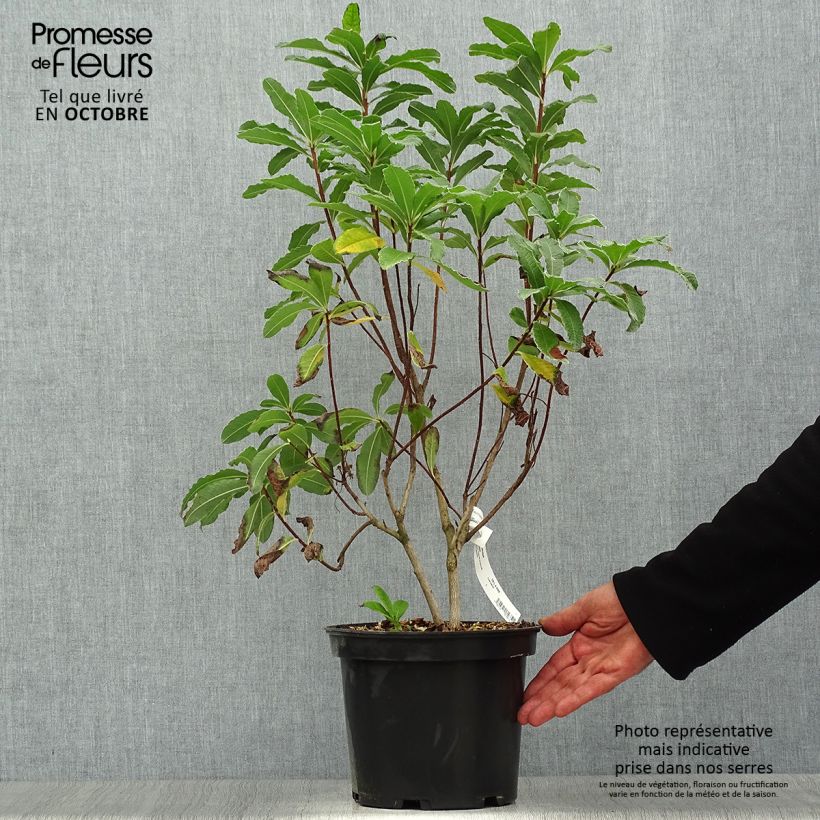 Spécimen de Azalée de Chine Peter Koster - Azalea mollis Pot de 4L/5L tel que livré en automne