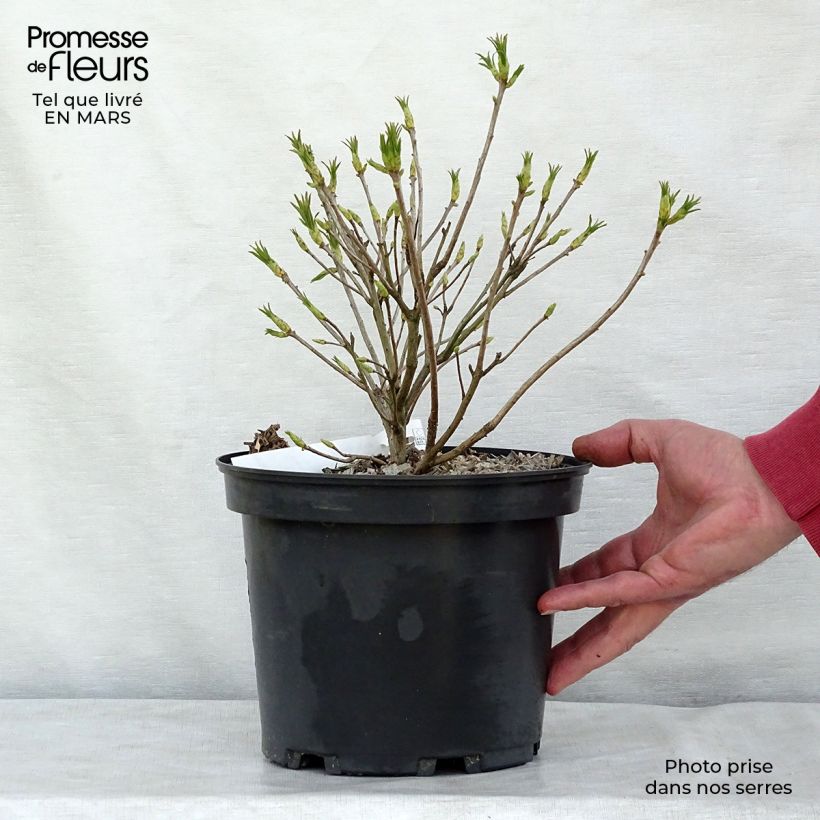 Spécimen de Azalée de Chine - Rhododendron luteum Pot de 4L/5L tel que livré au printemps