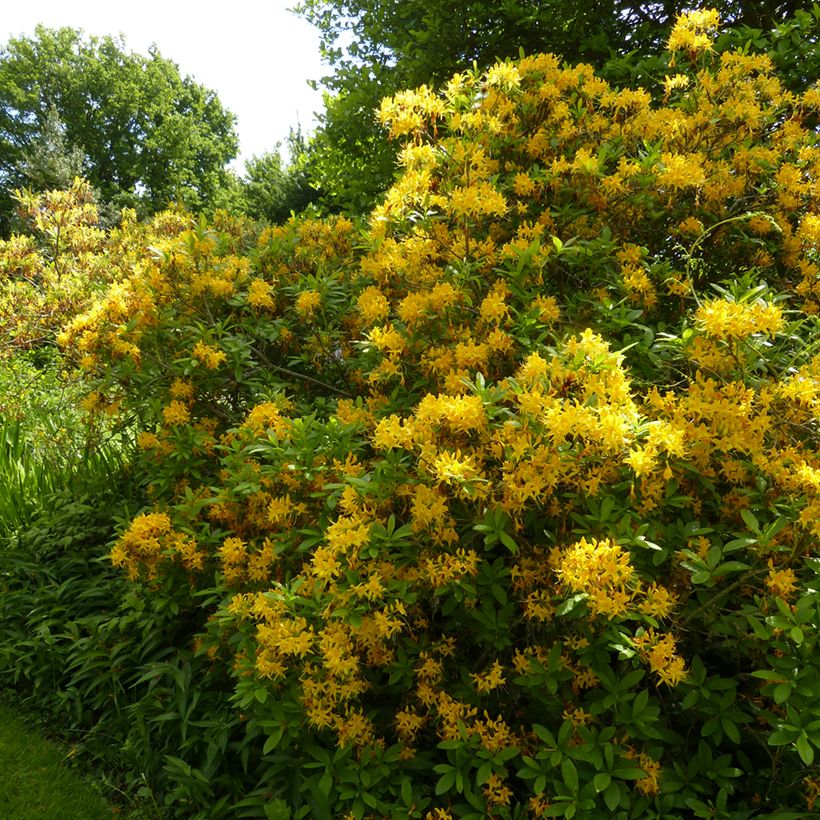 Azalée de Chine - Rhododendron luteum (Port)