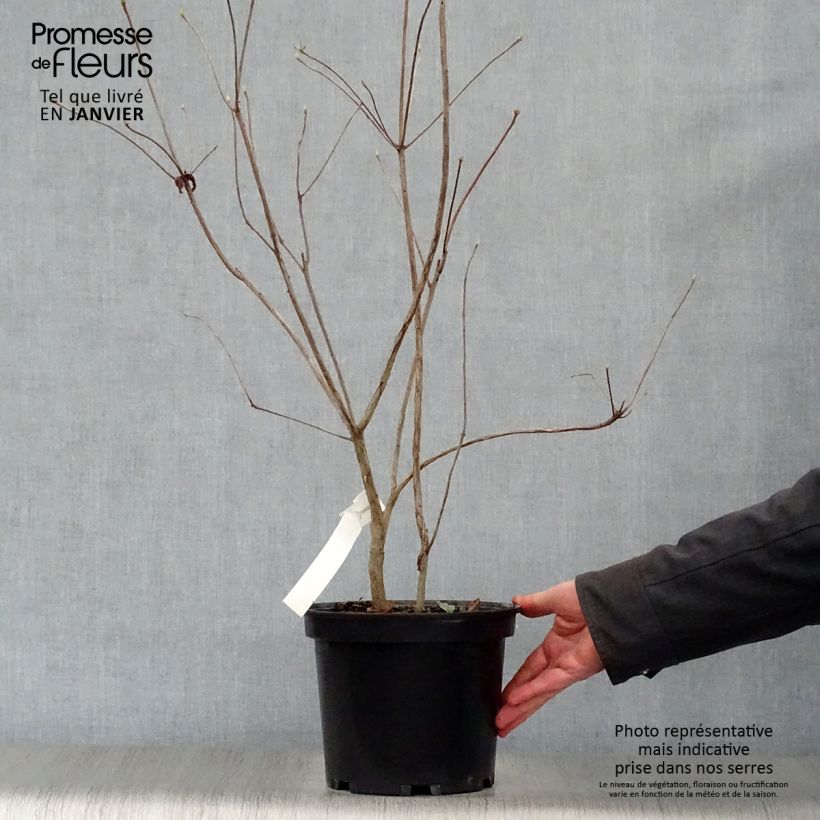 Spécimen de Azalée de Chine Wallowa Red - Rhododendron hybride Pot de 4L/5L tel que livré en hiver