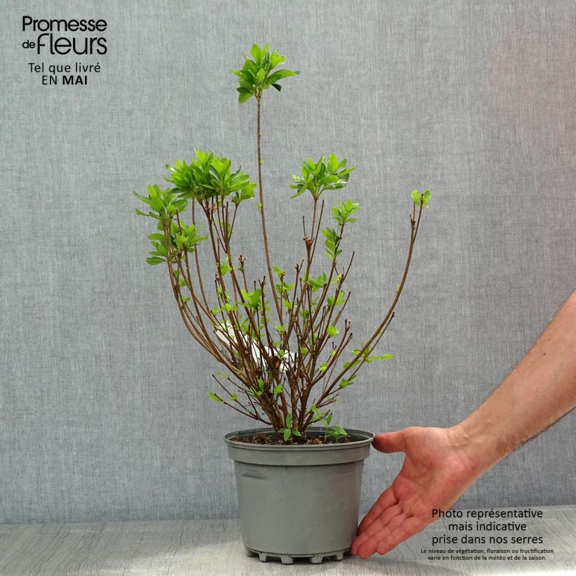 Azalea obtusum Adonis Maceta 2L/3L Ejemplar entregado en la primavera