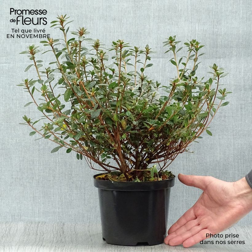 Spécimen de Azalée du Japon Amoena - Rhododendron hybride Pot de 12L/15L tel que livré en automne
