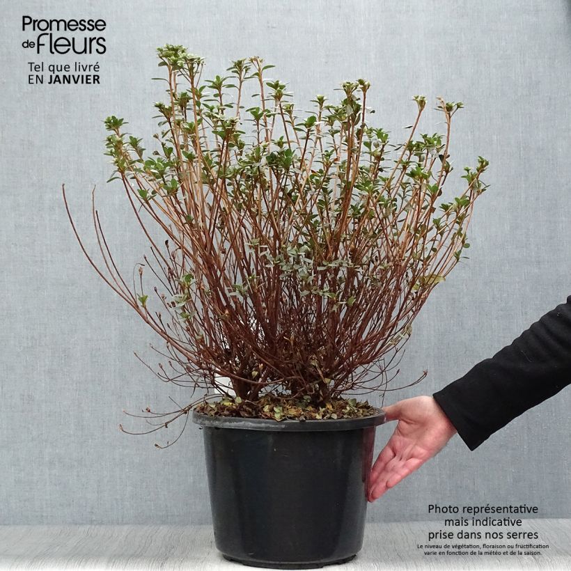 Spécimen de Azalée du Japon Amoena - Rhododendron hybride Pot de 12L/15L tel que livré en hiver