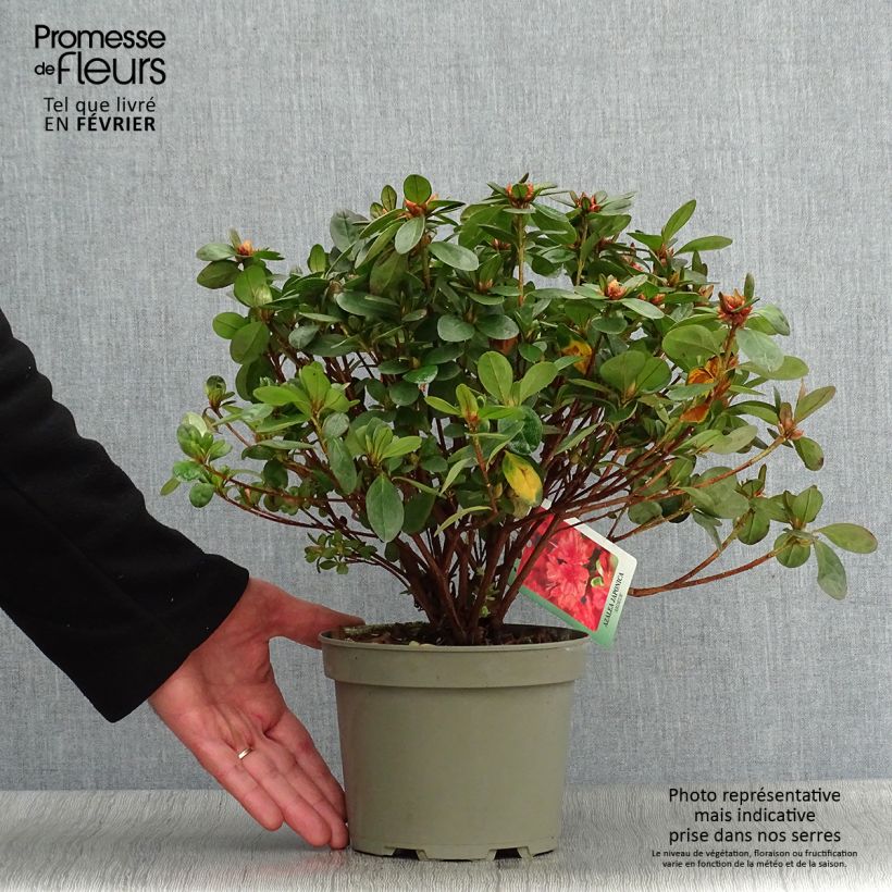 Spécimen de Azalée du Japon Ardeur - Rhododendron hybride Pot de 2L/3L tel que livré en hiver
