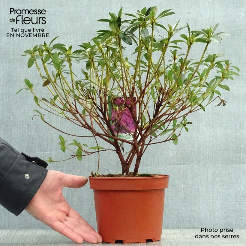 Spécimen de Azalée du Japon Blue Danube - Rhododendron hybride. Pot de 2L/3L tel que livré en automne