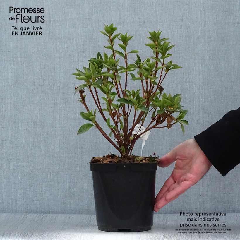 Spécimen de Azalée du Japon Elsie Lee - Rhododendron hybride Pot de 2L/3L tel que livré en hiver