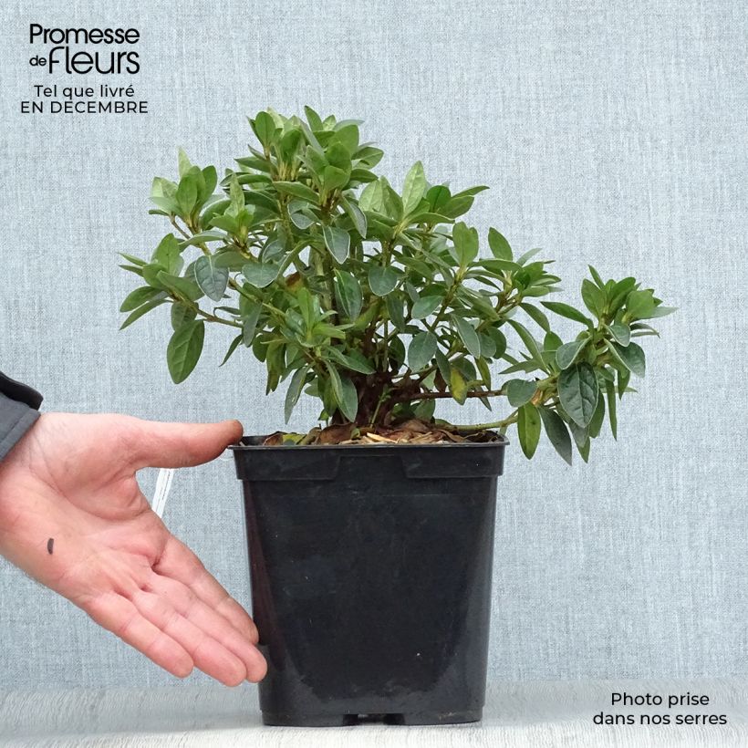 Spécimen de Azalée du Japon Eucharis - Rhododendron hybride Pot de 2L/3L tel que livré en hiver