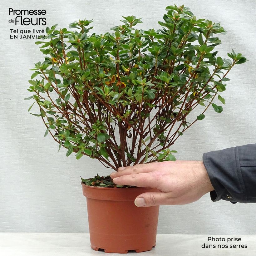 Spécimen de Azalée du Japon Hino-Crimson - Rhododendron hybride Pot de 2L/3L tel que livré en hiver