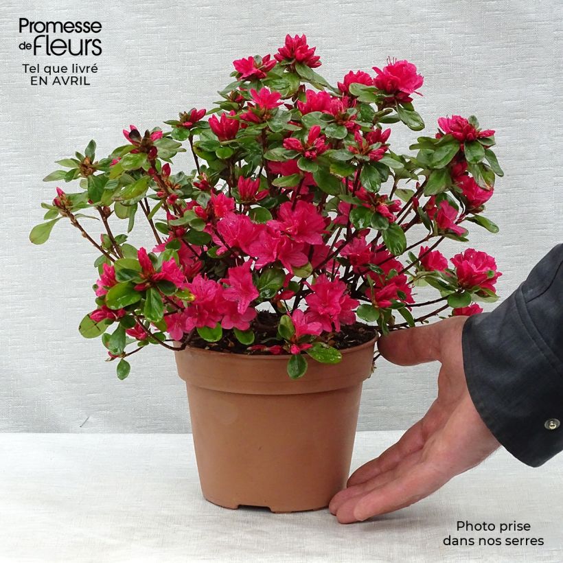 Spécimen de Azalée du Japon Hino-Crimson - Rhododendron hybride Pot de 2L/3L tel que livré au printemps