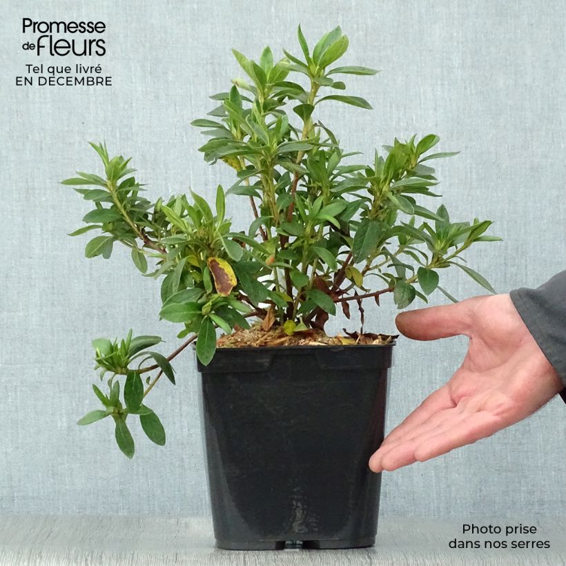 Spécimen de Azalée du Japon Ho Oden - Rhododendron hybride Pot de 2L/3L tel que livré en hiver