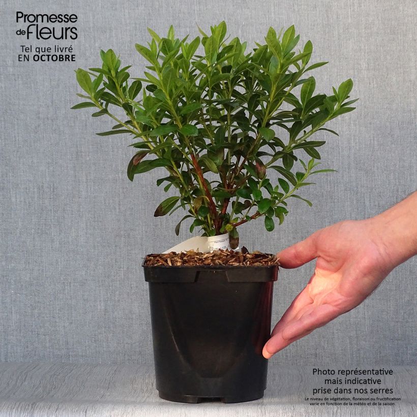 Spécimen de Azalée du Japon Ho Oden - Rhododendron hybride Pot de 2L/3L tel que livré en automne