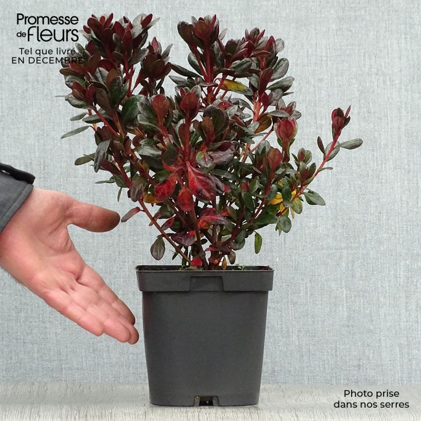 Spécimen de Azalée du Japon Johanna - Rhododendron hybride Pot de 2L/3L tel que livré en hiver
