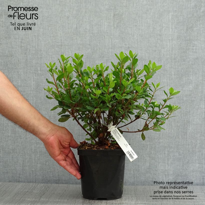 Spécimen de Azalée du Japon Johanna - Rhododendron hybride Pot de 2L/3L tel que livré en été