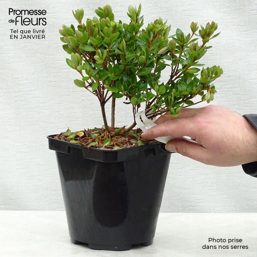 Spécimen de Azalée du Japon Kirin - Rhododendron hybride Pot de 2L/3L tel que livré en hiver