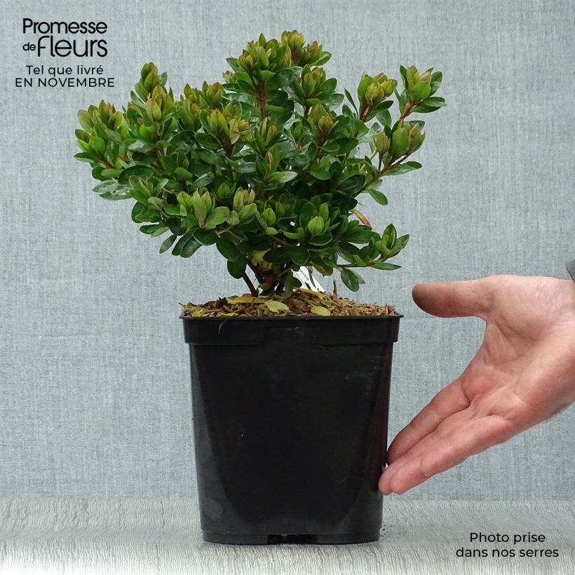 Spécimen de Azalée du Japon Kirin - Rhododendron hybride Pot de 2L/3L tel que livré en automne