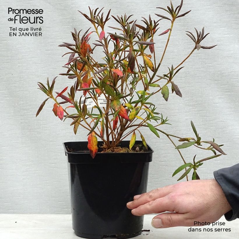 Spécimen de Azalée du Japon Koromo Shikibu - Rhododendron hybride Pot de 2L/3L tel que livré en hiver