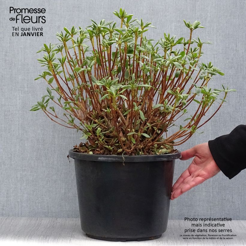 Spécimen de Azalée du Japon Luzi - Rhododendron hybride Pot de 12L/15L tel que livré en hiver