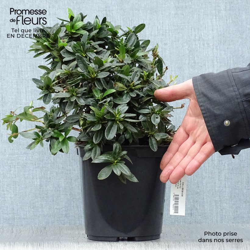 Spécimen de Azalée du Japon Nakaharai Orange - Azalea japonica Pot de 2L/3L tel que livré en hiver