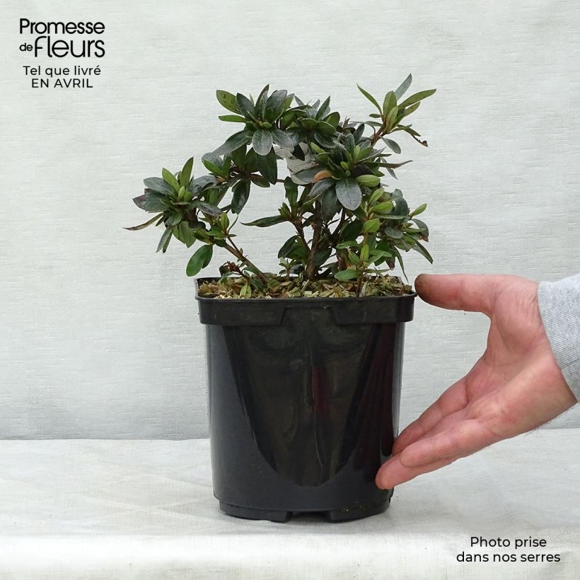 Spécimen de Azalée du Japon Nakaharai Orange - Azalea japonica Pot de 2L/3L tel que livré au printemps
