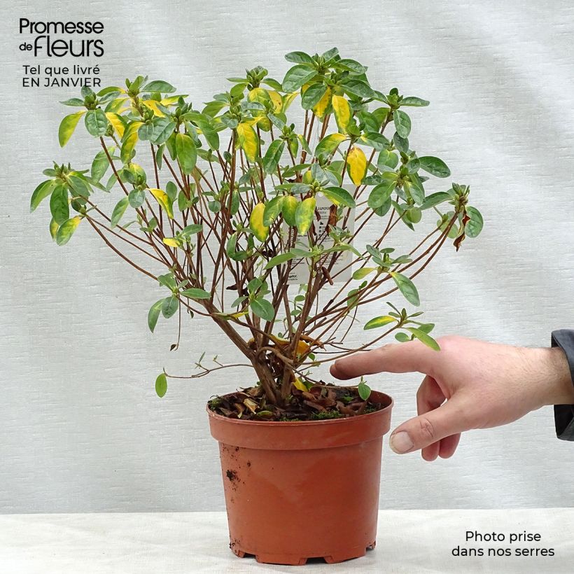 Spécimen de Azalée du Japon Palestrina - Rhododendron hybride Pot de 2L/3L tel que livré en hiver