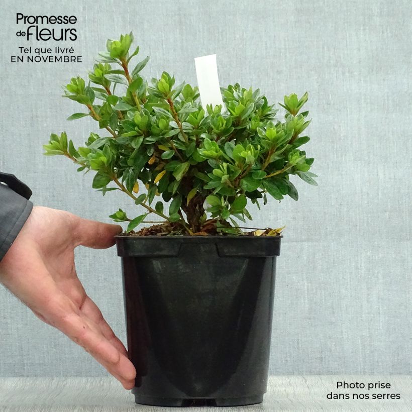 Spécimen de Azalée du Japon Peggy Ann - Rhododendron kaempferi Pot de 2L/3L tel que livré en automne