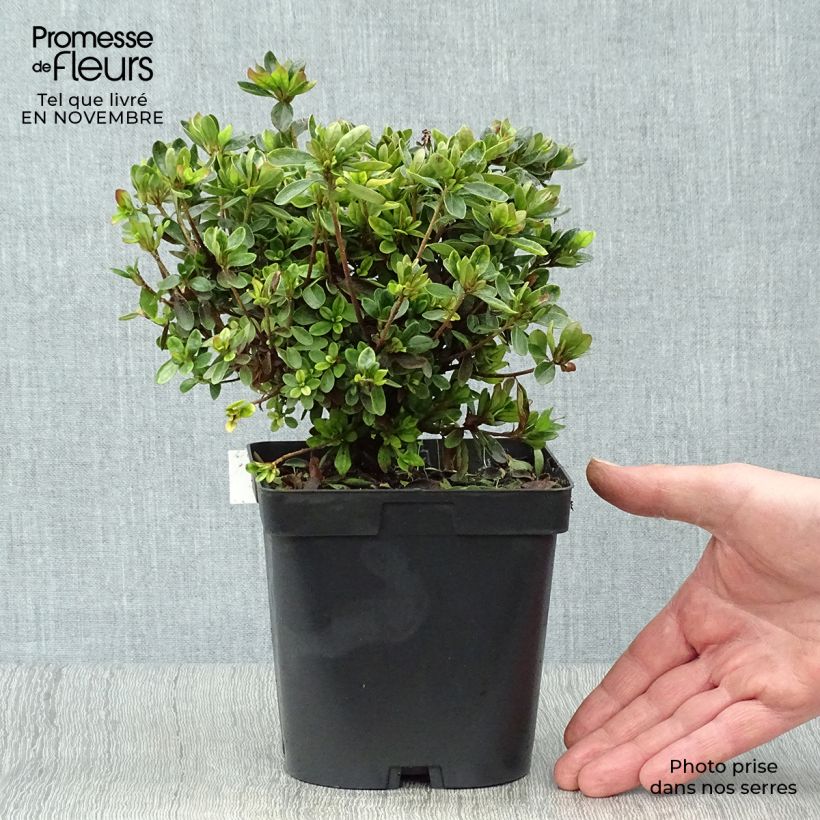Spécimen de Azalée du Japon Rex Pot de 2L/3L tel que livré en automne