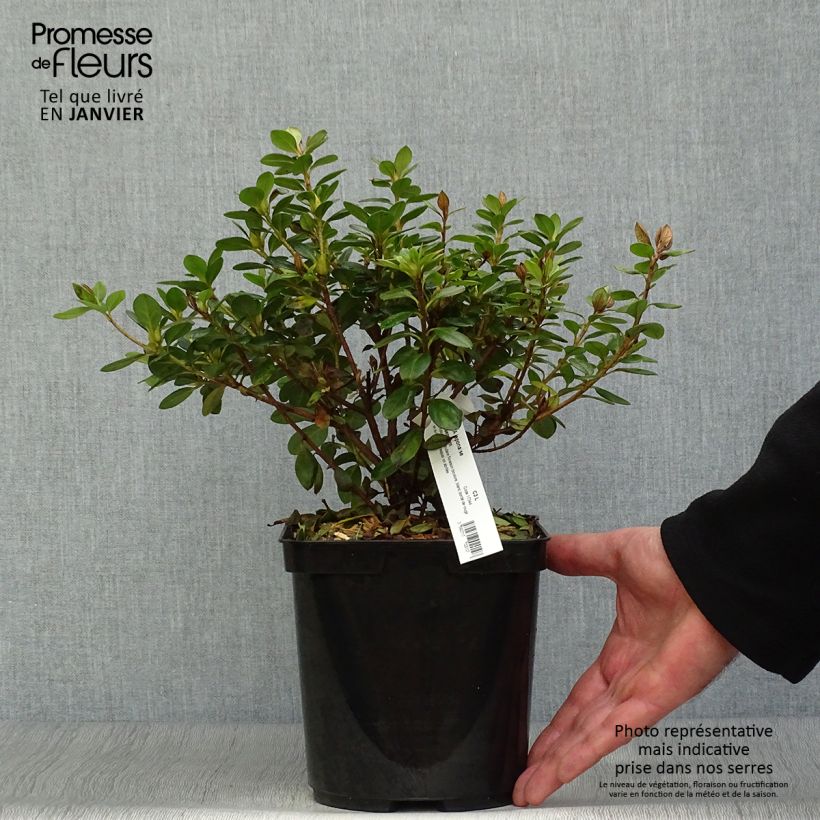 Spécimen de Azalée du Japon Sachsenstern - Rhododendron hybride Pot de 3L/4L tel que livré en hiver